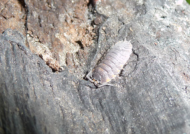 žižiavka obyčajná Porcellio scaber