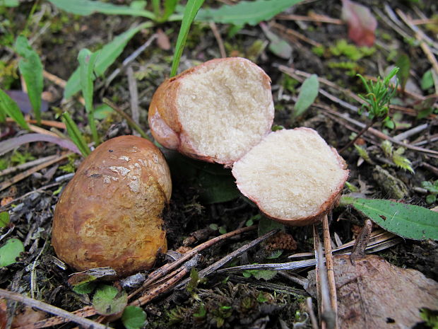 koreňovec červený Rhizopogon roseolus (Corda) Th. Fr.