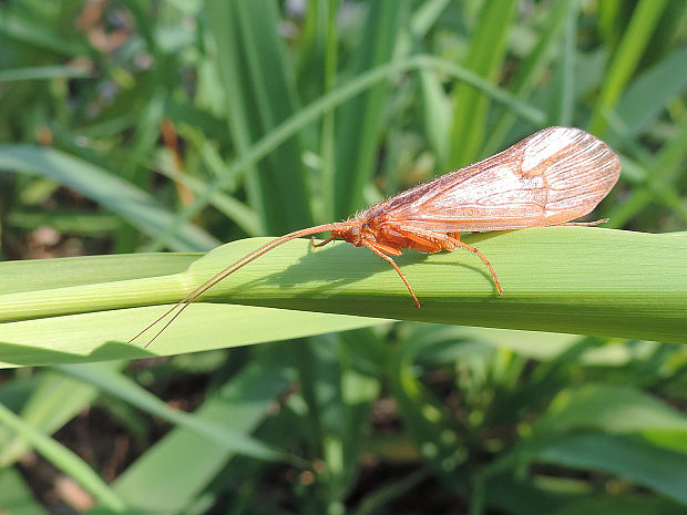 potočník / chrostík Stenophylax sp.