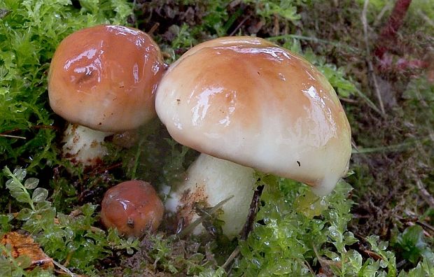 masliak zrnitý Suillus granulatus (L.) Roussel