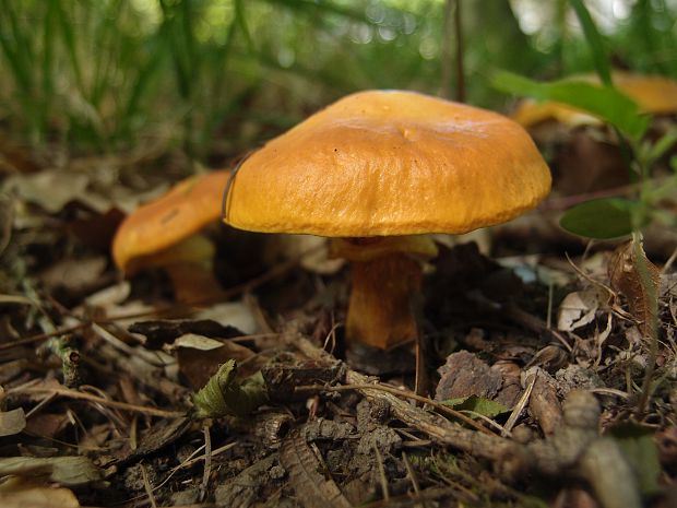 masliak smrekovcový Suillus grevillei (Klotzsch) Singer