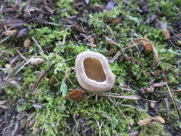 tarzeta pavučinkatá Tarzetta velata (Quél.) Svrček