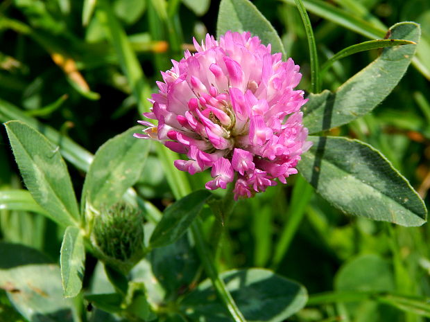 ďatelina lúčna Trifolium pratense L.