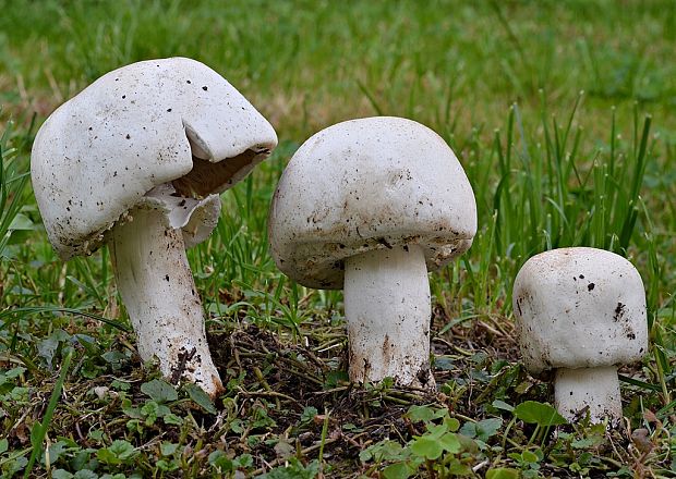 pečiarka snehobiela Agaricus chionodermus Pilát