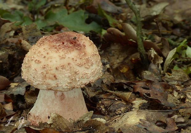 muchotrávka červenkastá Amanita rubescens Pers.