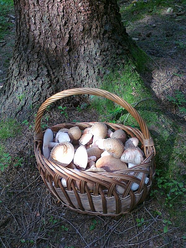 muchotrávka červenkastá Amanita rubescens Pers.