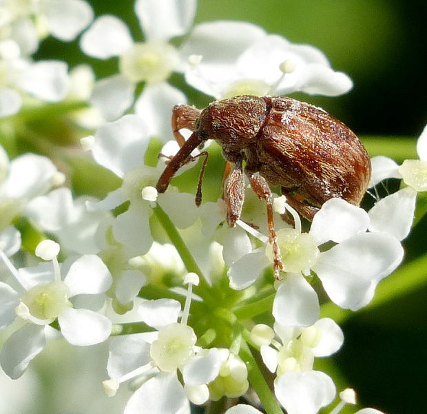 nosatec Anthonomus rufus Gyllenhal, 1836