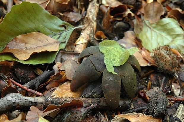 hviezdovec vlahojavný Astraeus hygrometricus (Pers.) Morgan