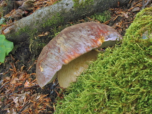 hríb sosnový Boletus pinophilus Pil. et Dermek in Pil.