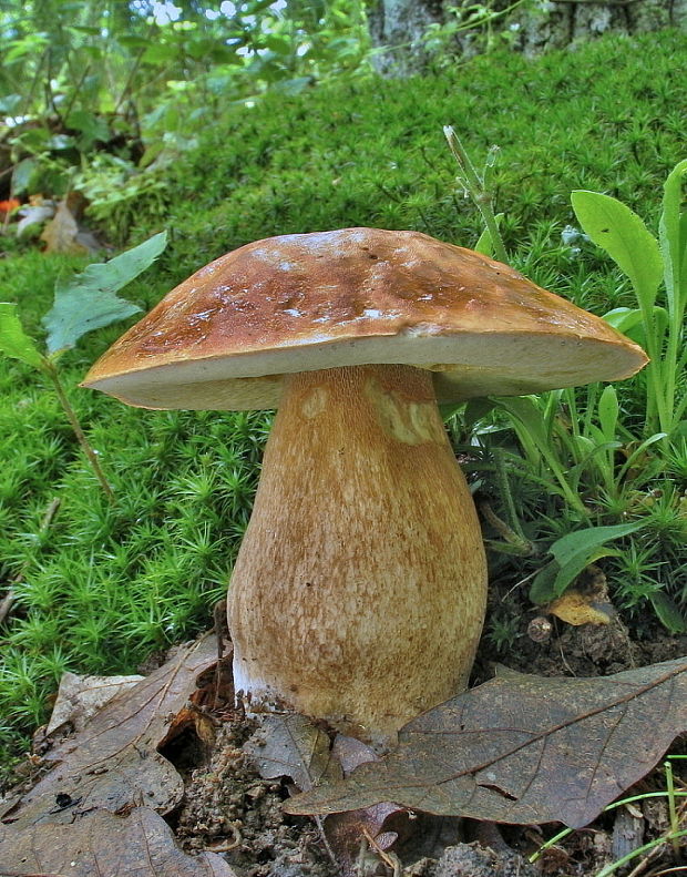 hríb dubový Boletus reticulatus Schaeff.