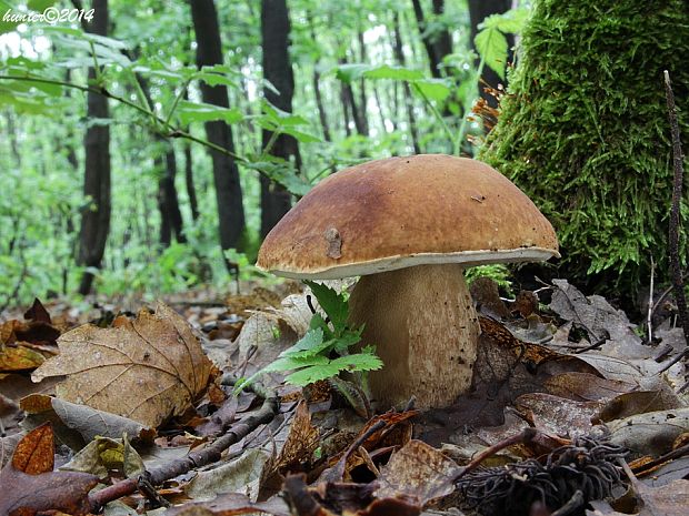 hríb dubový Boletus reticulatus Schaeff.