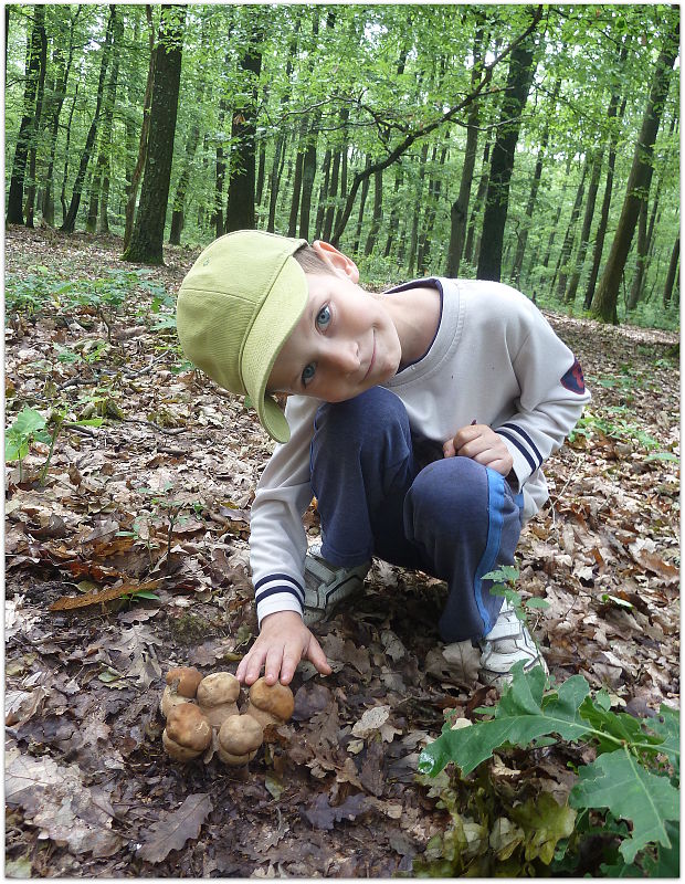 hríb dubový Boletus reticulatus Schaeff.