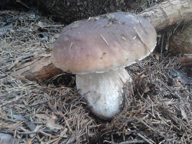 hríb Boletus sp.