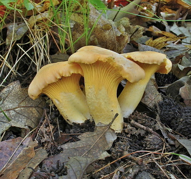 kuriatko jedlé Cantharellus cibarius Fr.