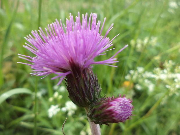 pichliač Cirsium sp.