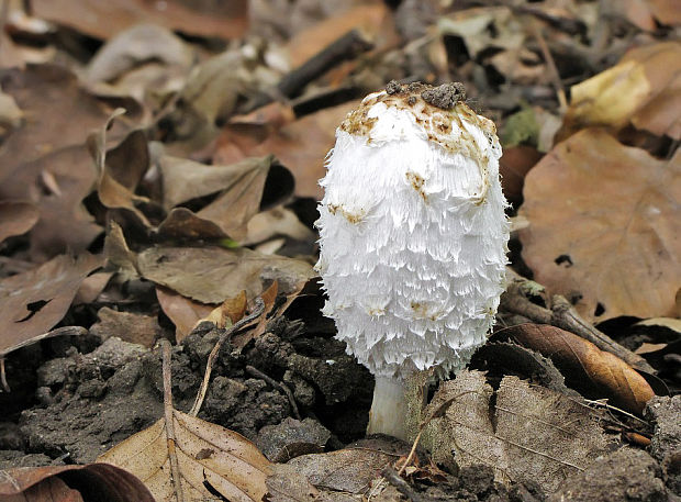 hnojník obyčajný Coprinus comatus (O.F. Müll.) Pers.