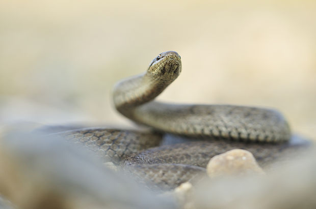 užovka hladká Coronella austriaca