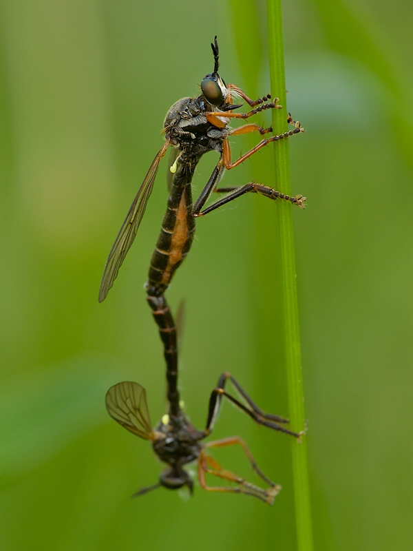 . Dioctria rufipes