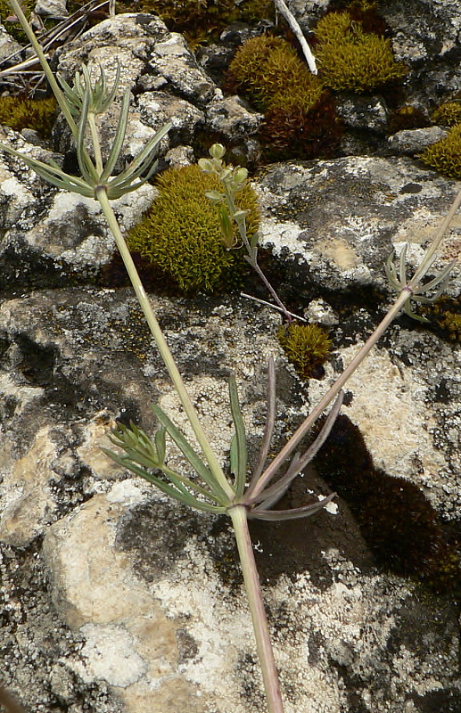 lipkavec sivý Galium glaucum L.