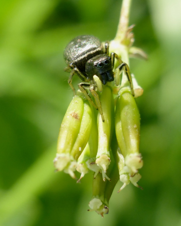 skákavka medená Heliophanus cupreus