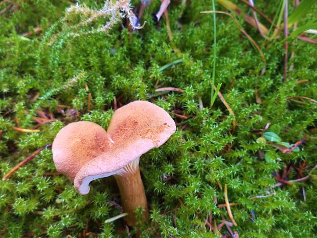 rýdzik Lactarius sp.