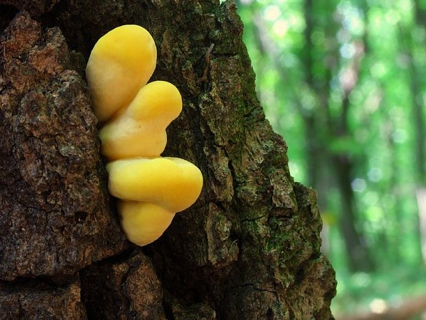 sírovec obyčajný Laetiporus sulphureus (Bull.) Murrill