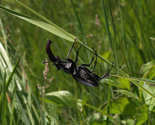 roháč Lucanus cervus  Linné 1758