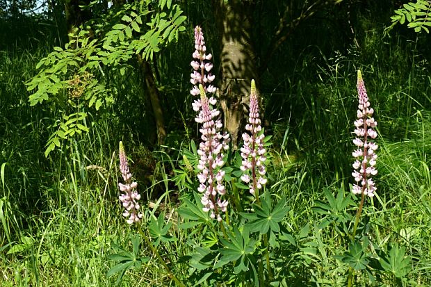 vlčí bôb  - lupina mnoholistá  Lupinus polyphyllus Lindl.