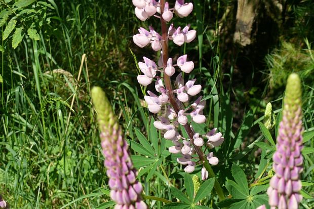 vlčí bôb - lupina mnoholistá  Lupinus polyphyllus Lindl.