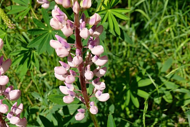 lupina mnoholistá Lupinus polyphyllus Lindl.