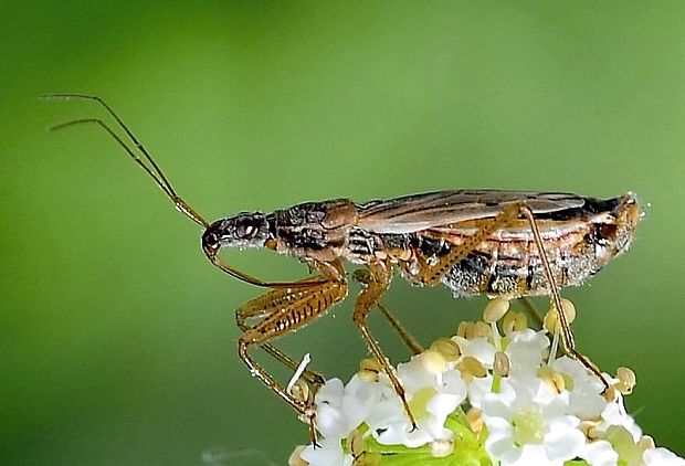 dravček Nabis rugosus (Linnaeus, 1758)