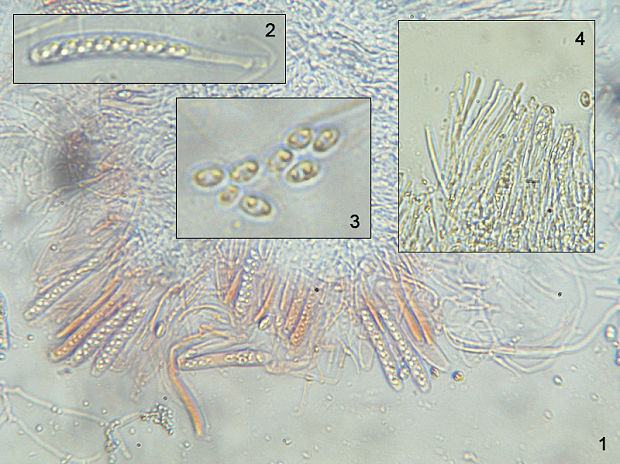 vlahovka Ombrophila cf violacea