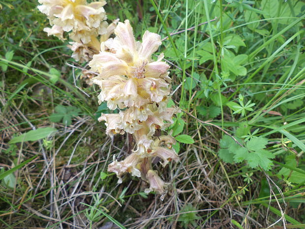 záraza alsaská Orobanche alsatica Kirschl.