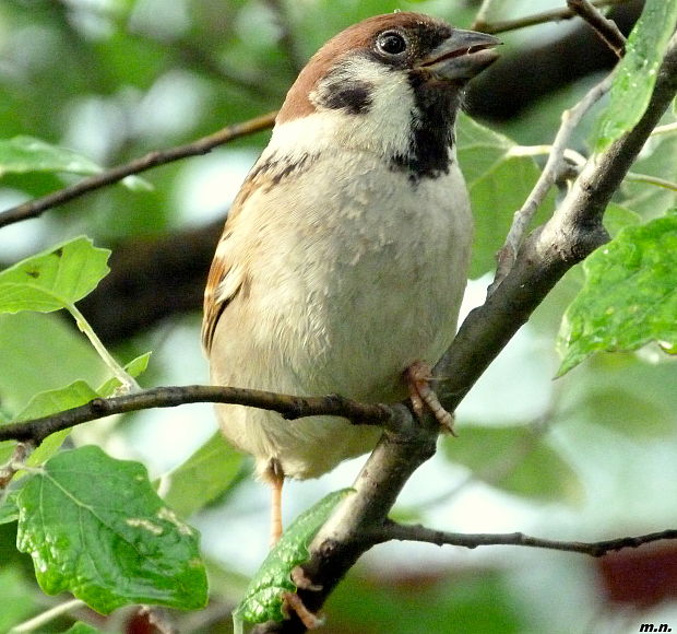 vrabec poľný Passer montanus