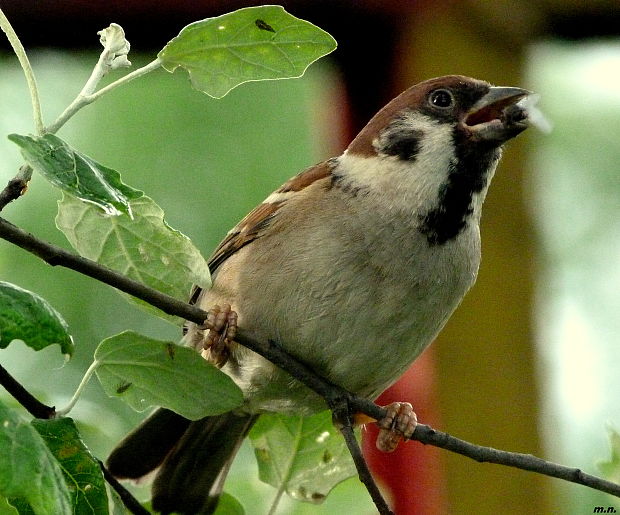 vrabec poľný Passer montanus