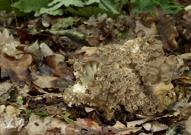 trúdnik klobúčkatý Polyporus umbellatus (Pers.) Fr.