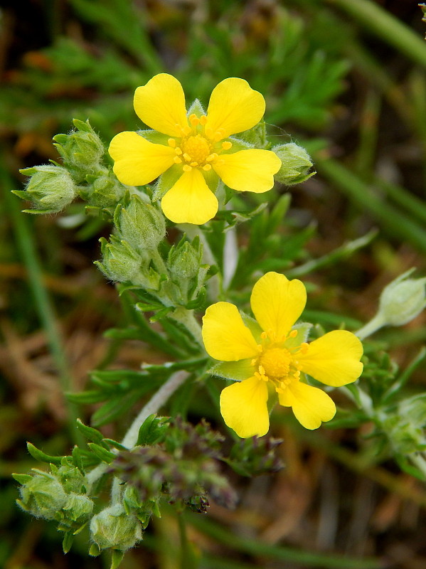 nátržník poliehavý Potentilla supina L.