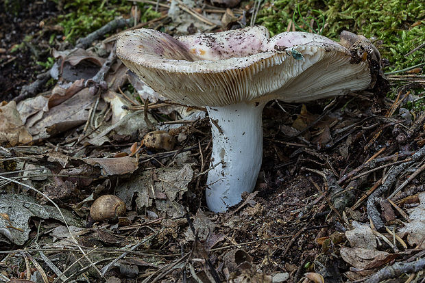 plávka Russula sp.