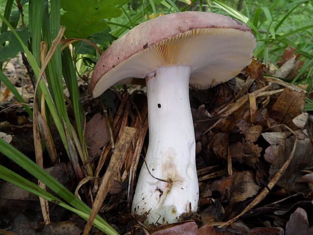 plávka Russula sp.