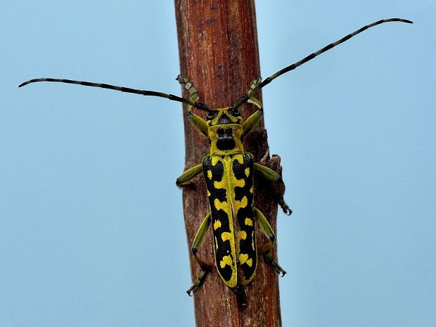 vrzúnik mramorový (sk) / kozlíček mramorový (cz) Saperda scalaris Linnaeus, 1758