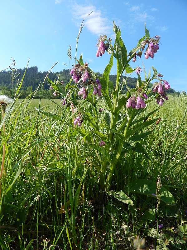 kostihoj lekársky Symphytum officinale L.