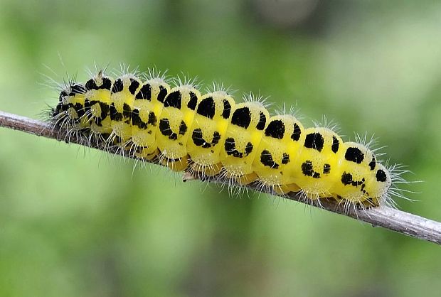 vretienka obyčajná - húsenica  Zygaena filipendulae