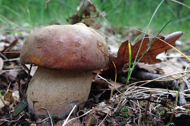 hríb bronzový Boletus aereus Bull. ex Fr.