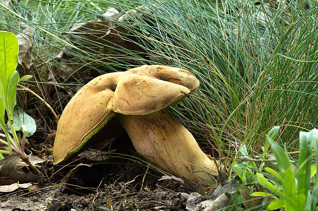 suchohríb plstnatý Boletus subtomentosus L.