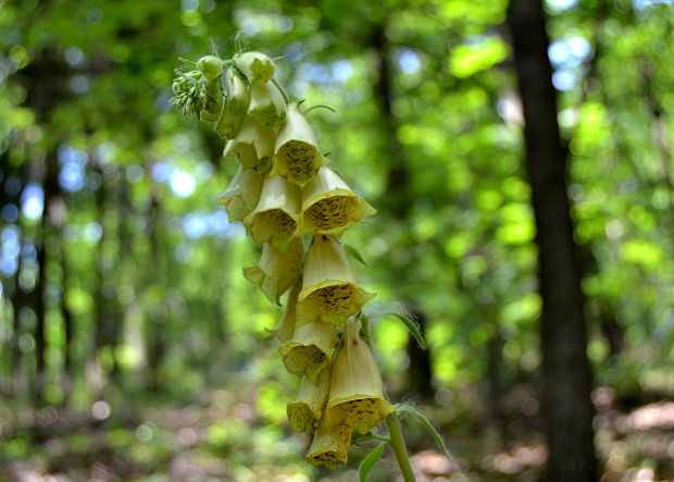 náprstník veľkokvetý Digitalis grandiflora Mill.