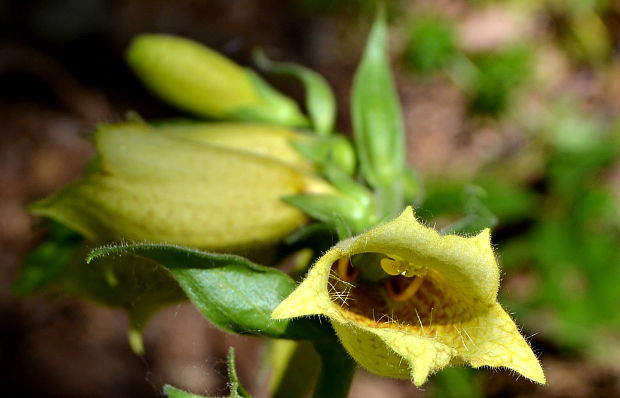 náprstník veľkokvetý Digitalis grandiflora Mill.