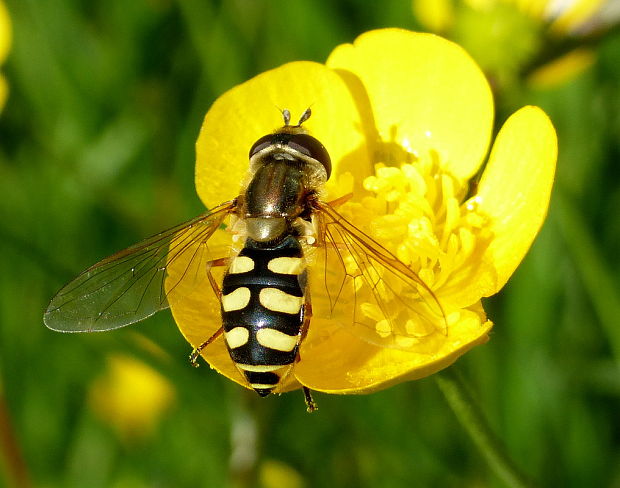 pestrica Eupeodes corollae Fabricius, 1794