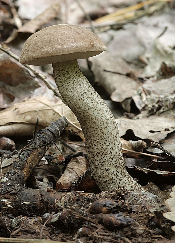 kozák topoľový Leccinum duriusculum (Schulzer ex Kalchbr.) Singer