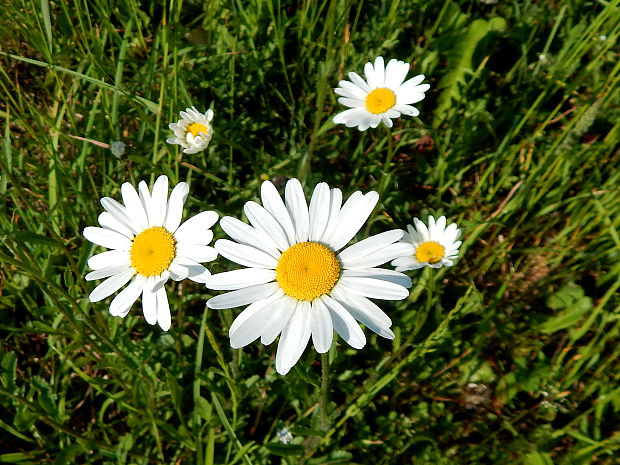 margaréta biela Leucanthemum vulgare Lam.