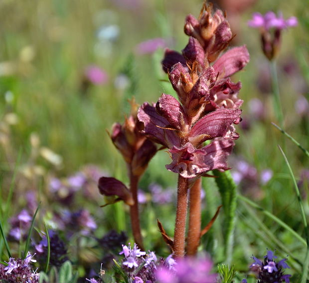 záraza biela Orobanche alba Willd.